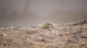 Юрконис: «У Беларуси нет роскоши вести себя, как Иран»